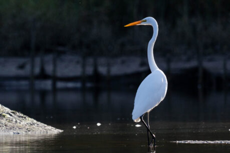 A great egret wades in calm water.